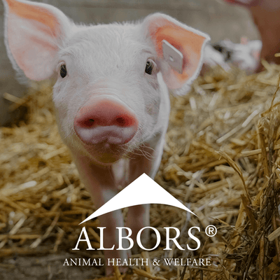 Albors News | Nutritional strategies for piglet diets without zinc oxide