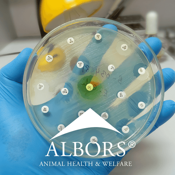 Albors News | FAO head calls for urgent action to tackle antimicrobial resistance