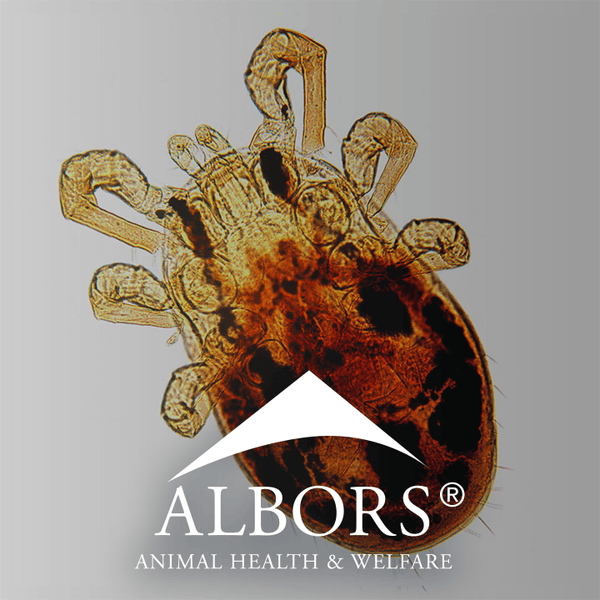 Albors News | Poultry red mites are Europe’s most costly poultry pest