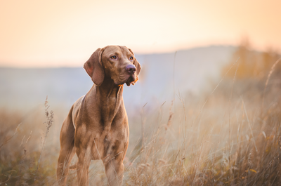 Albors | Pets Line